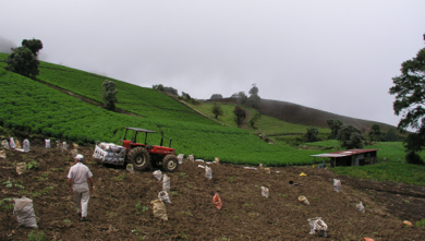 Potato harvest in Gaurumos, Cartago Province, Costa Rica